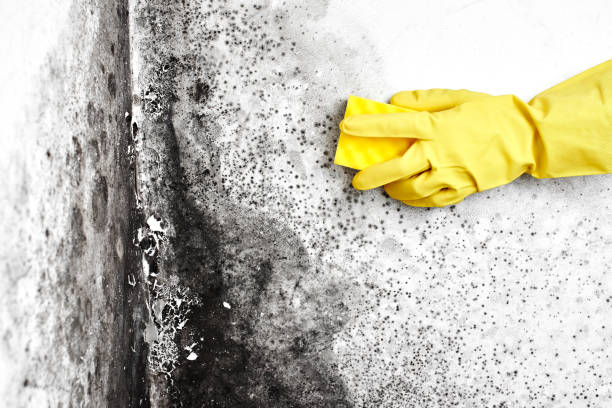 Best Home Mold Removal  in Oregon, WI