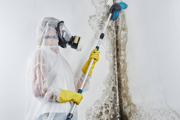 Best Attic Mold Removal  in Oregon, WI