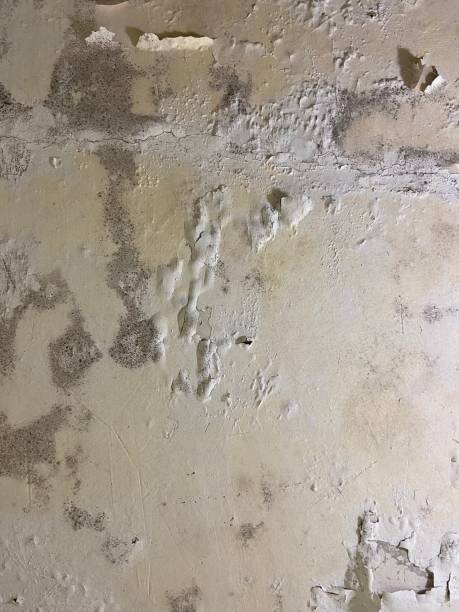 Best Certified Mold Removal  in Oregon, WI
