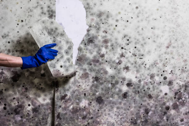 Best Office Mold Removal Services  in Oregon, WI