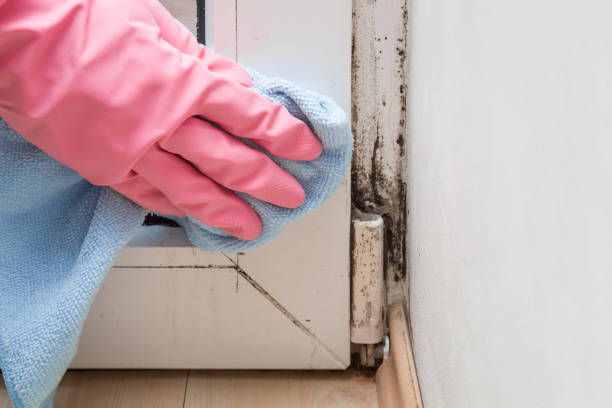 Trusted Oregon, WI Mold Removal Experts