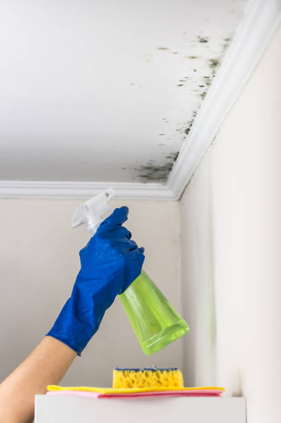 Best Black Mold Removal  in Oregon, WI